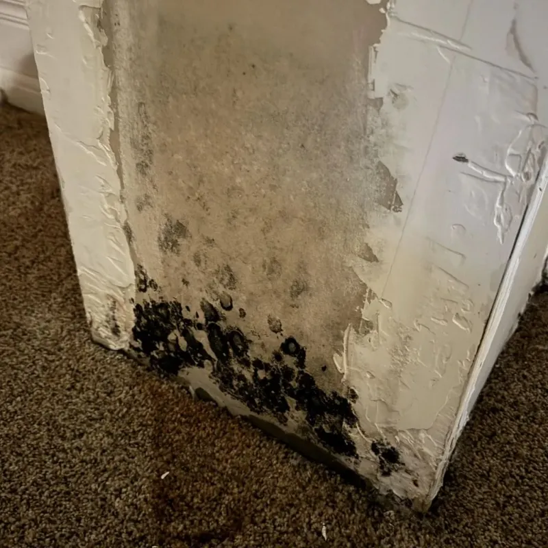 Professional Mold Removal in Redfield, AR